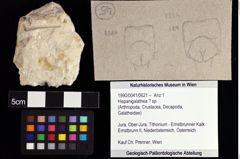 Foto (Objket + Etiketten) von Hispanigalathea ? sp. 